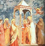 Giotto Scenes from the Life of the Virgin oil painting