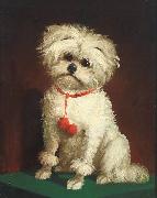 Anonymous Portrait of a Maltese dog oil painting on canvas